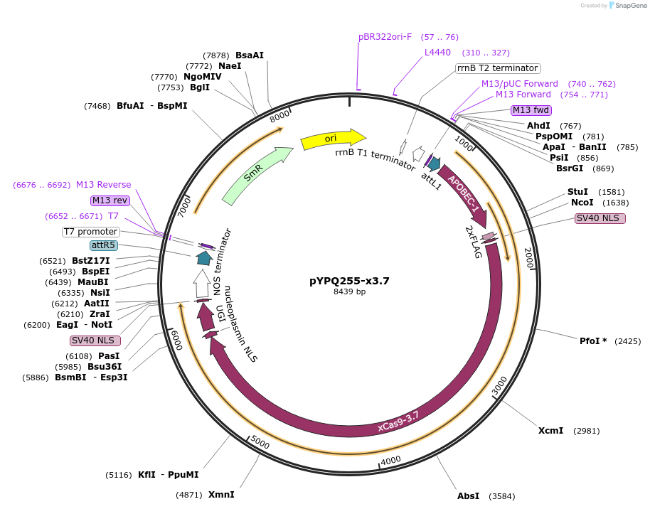 124311-plasmid-map-sequence-id-245058