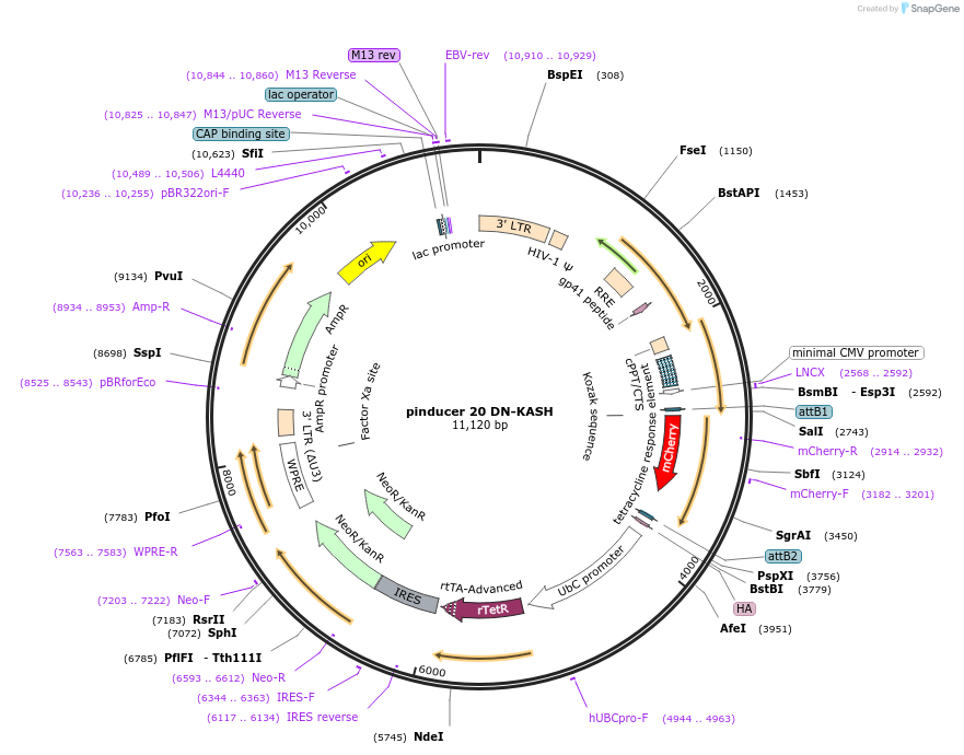 125554-plasmid-map-sequence-id-245073