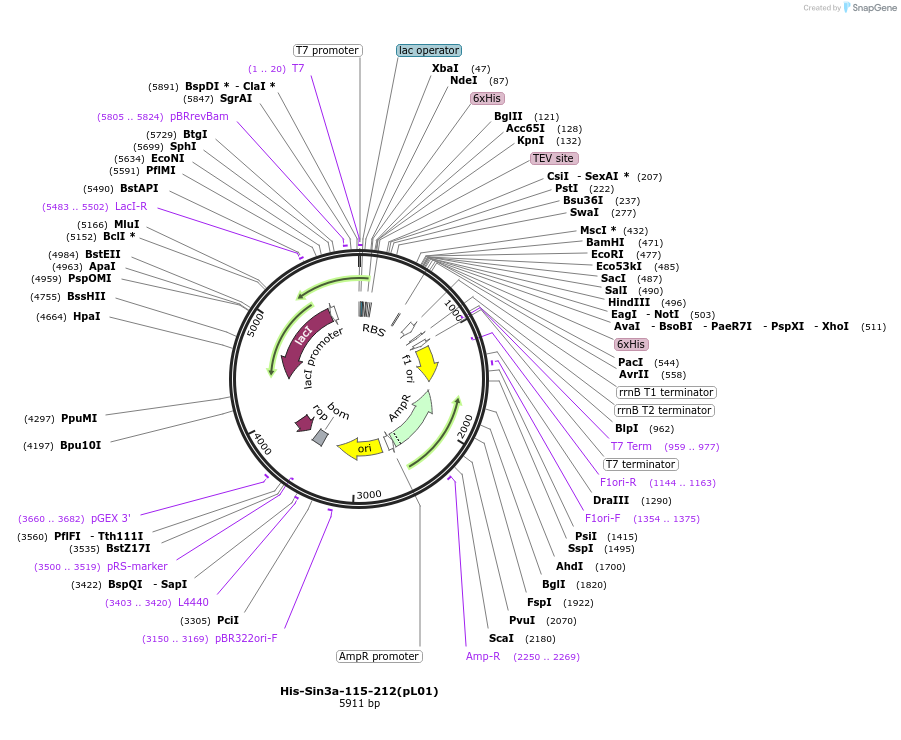 124386-plasmid-map-sequence-id-245076