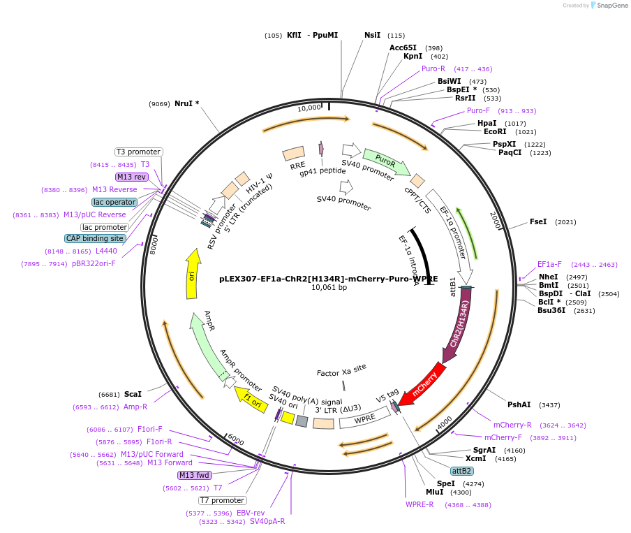 125256-plasmid-map-sequence-id-245091