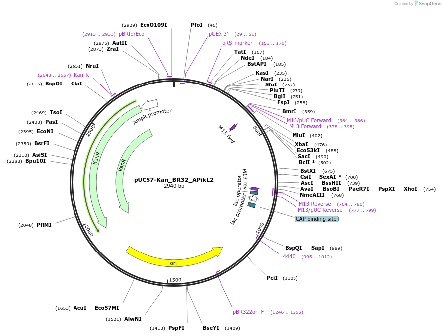 123649-plasmid-map-sequence-id-245103