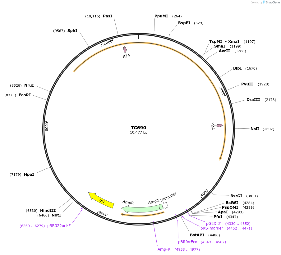 122619-plasmid-map-sequence-id-245106