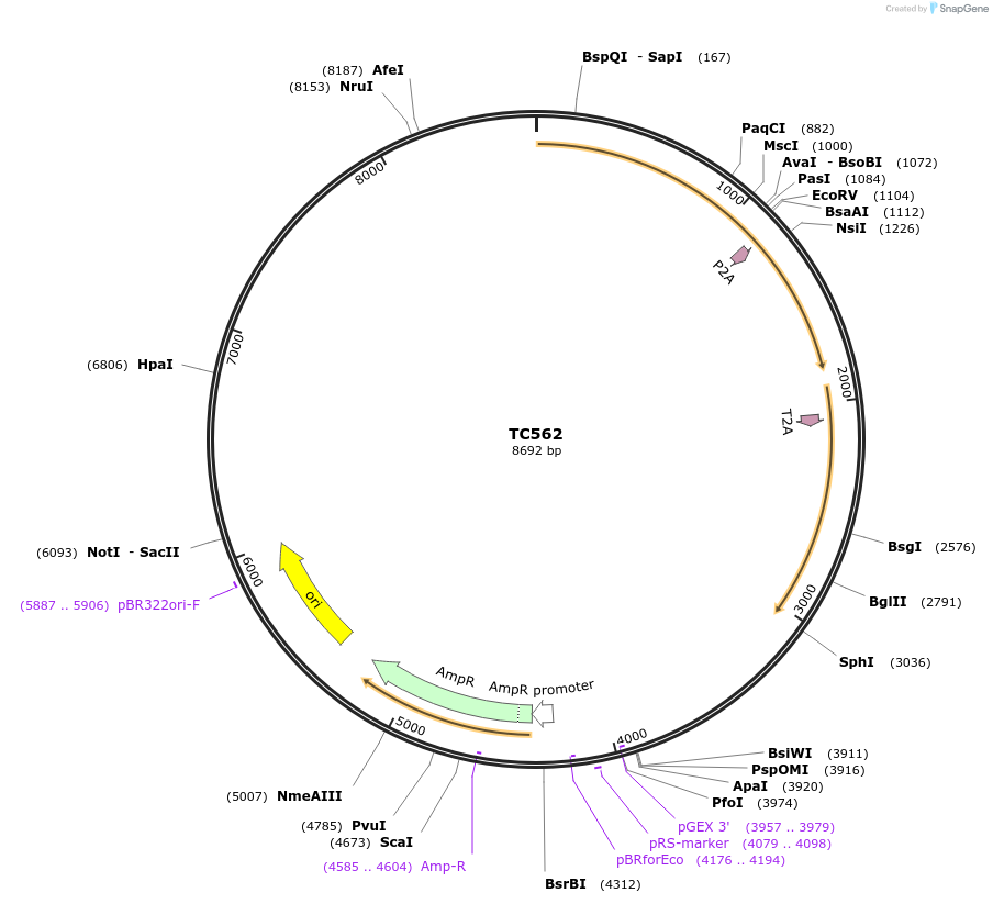 122618-plasmid-map-sequence-id-245107