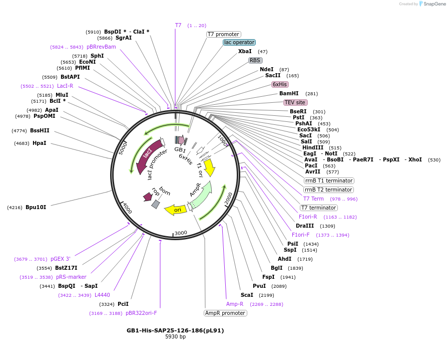 124387-plasmid-map-sequence-id-245109