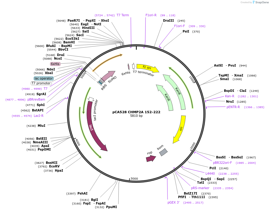 104594-plasmid-map-sequence-id-245144