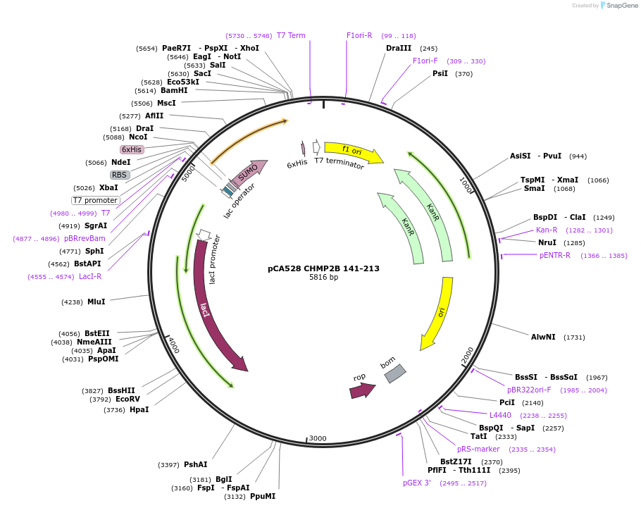 104595-plasmid-map-sequence-id-245147