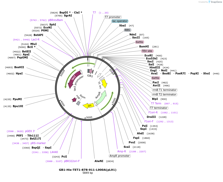 124395-plasmid-map-sequence-id-245181