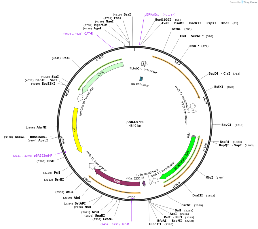 125082-plasmid-map-sequence-id-245188