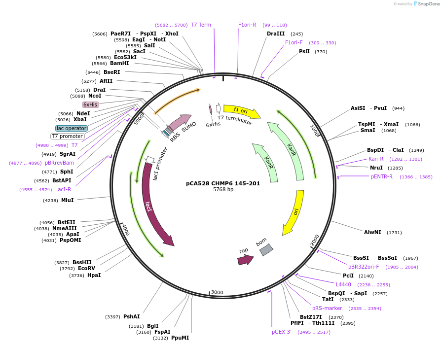 104597-plasmid-map-sequence-id-245245