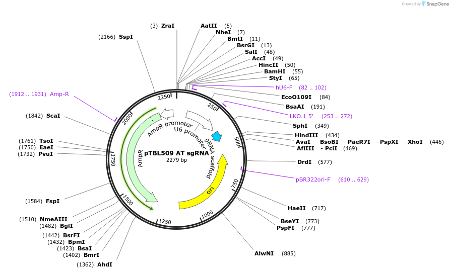 126429-plasmid-map-sequence-id-245248