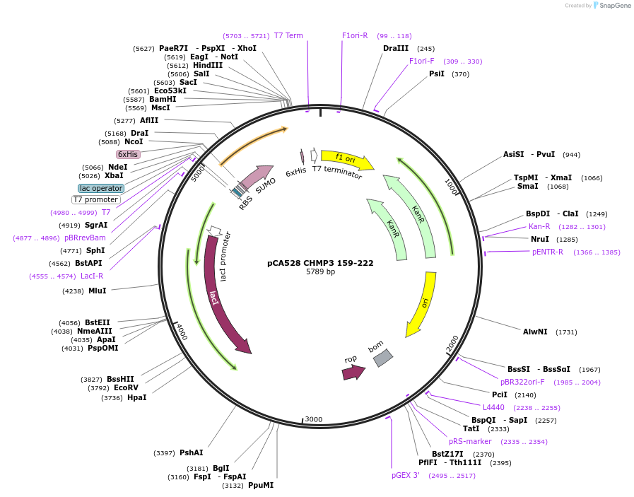 104599-plasmid-map-sequence-id-245249