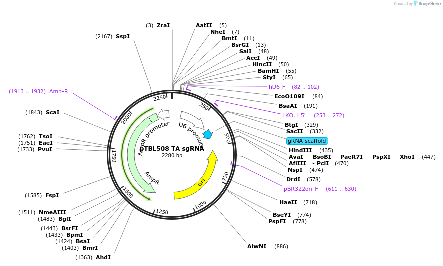 126438-plasmid-map-sequence-id-245250
