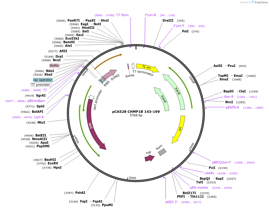 108255-plasmid-map-sequence-id-245252