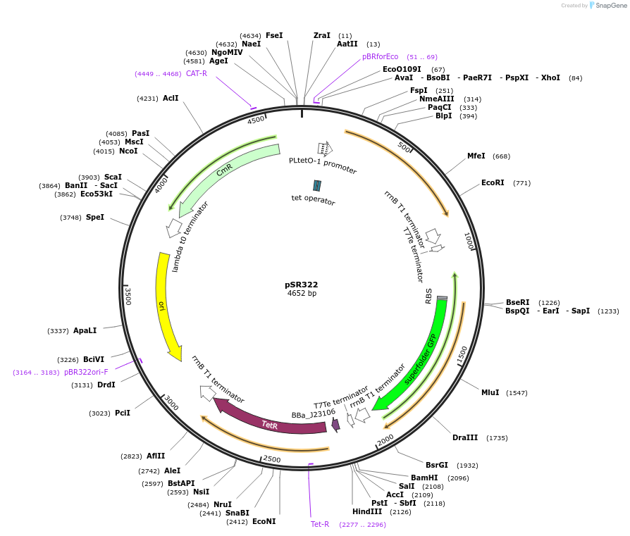 125116-plasmid-map-sequence-id-245253