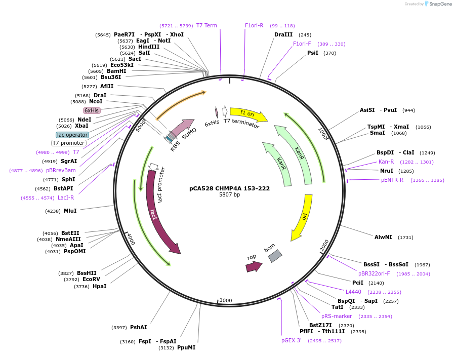 108256-plasmid-map-sequence-id-245257