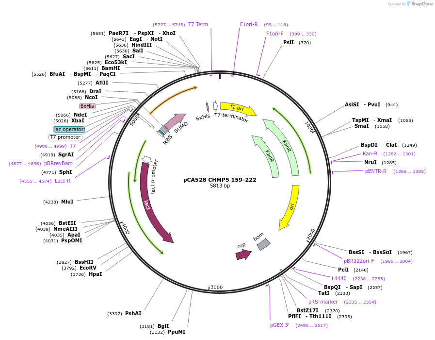 108259-plasmid-map-sequence-id-245261