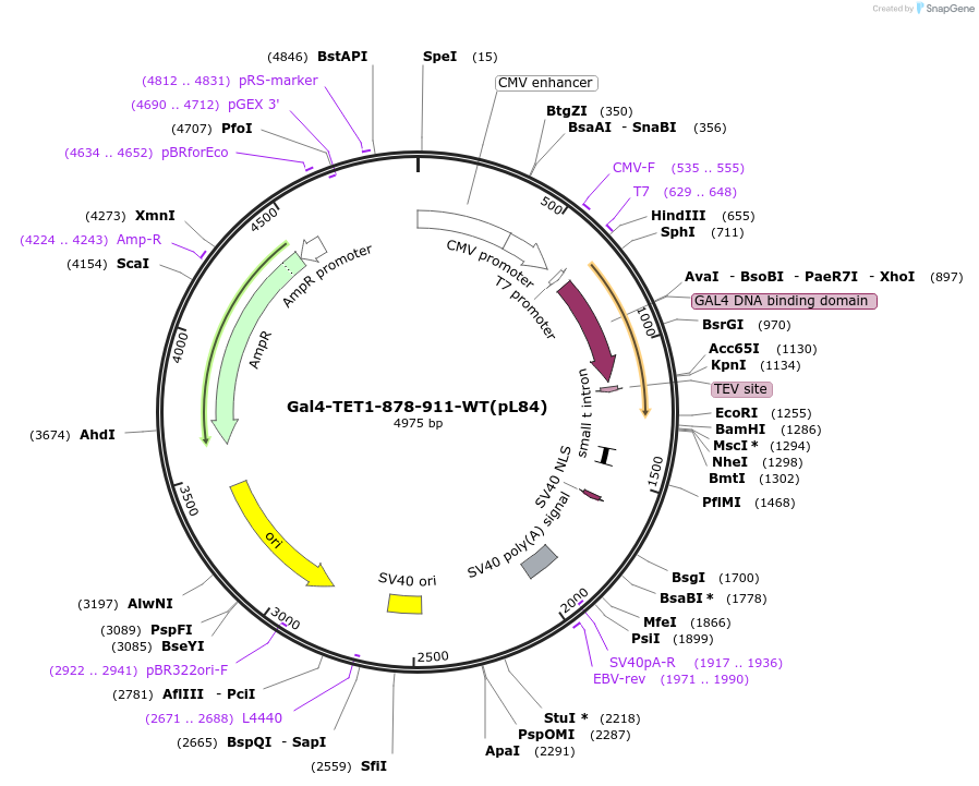 124400-plasmid-map-sequence-id-245264