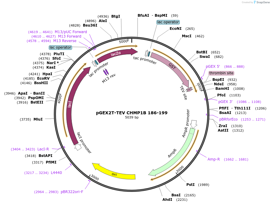 108285-plasmid-map-sequence-id-245266