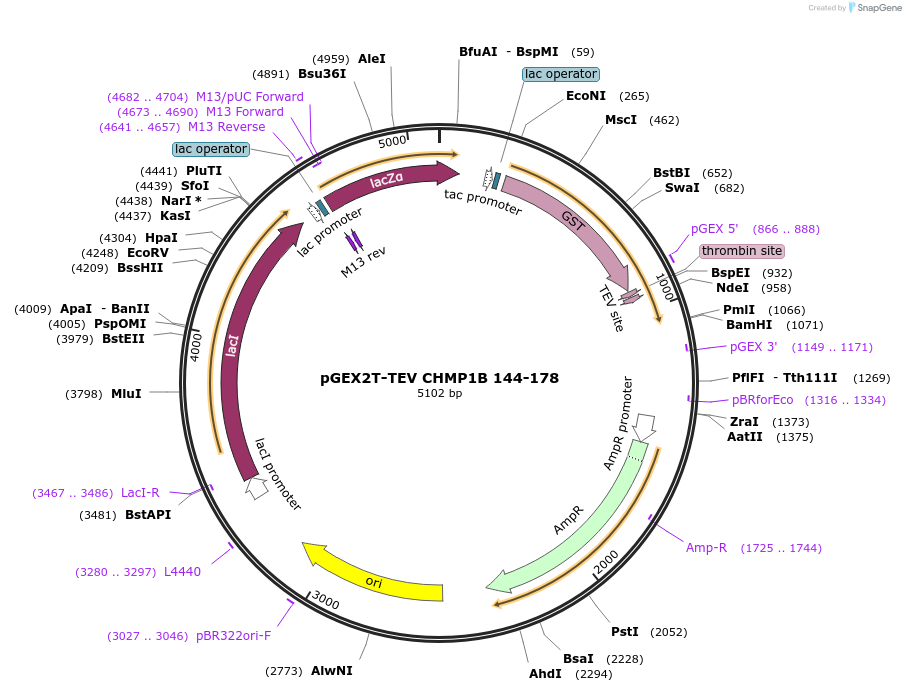 108287-plasmid-map-sequence-id-245271