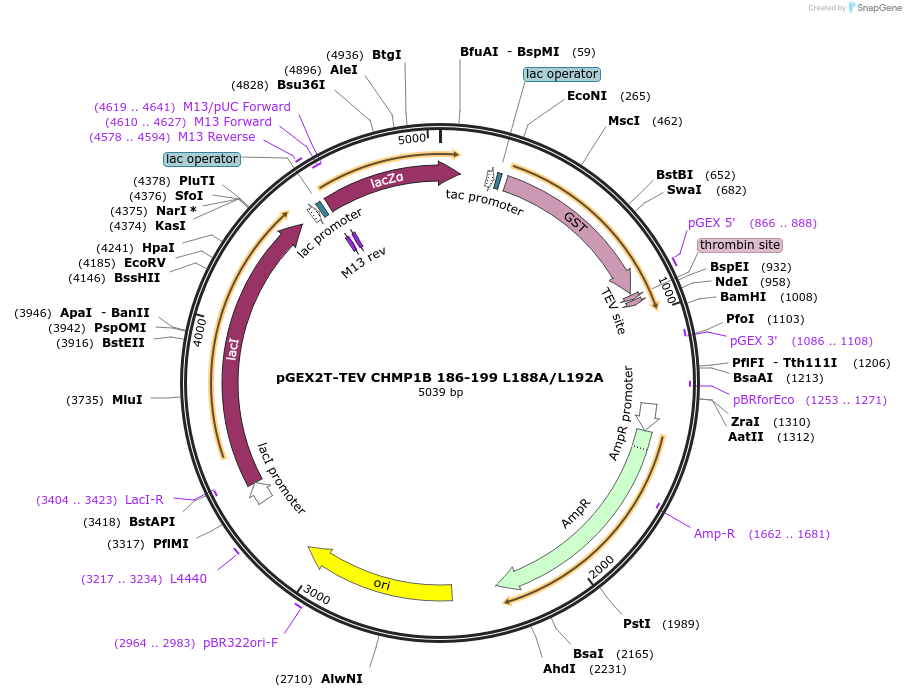 108288-plasmid-map-sequence-id-245273