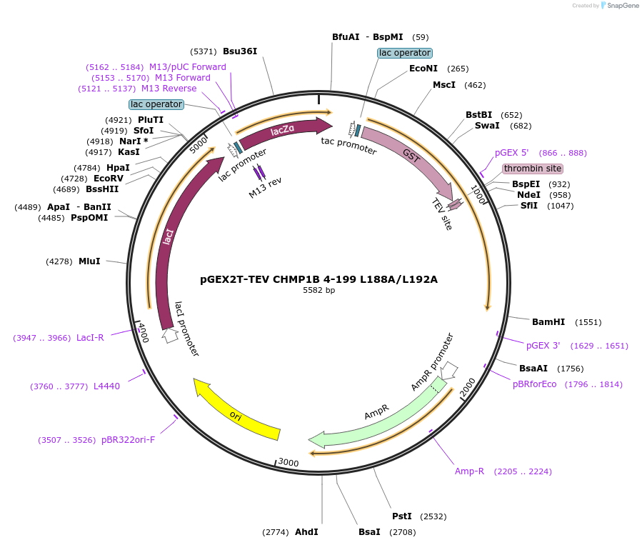 108289-plasmid-map-sequence-id-245274
