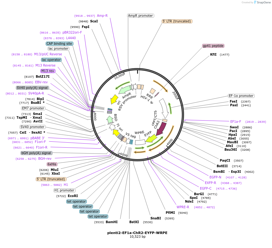 125255-plasmid-map-sequence-id-245279