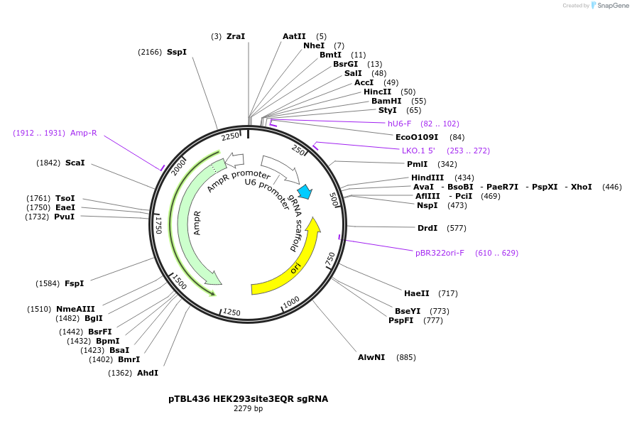 126445-plasmid-map-sequence-id-245281
