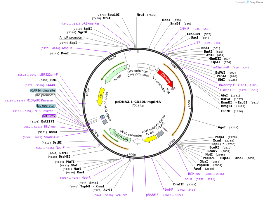 125795-plasmid-map-sequence-id-245283