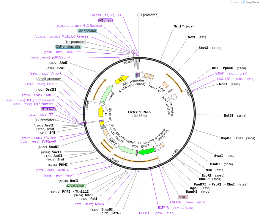 125593-plasmid-map-sequence-id-245287