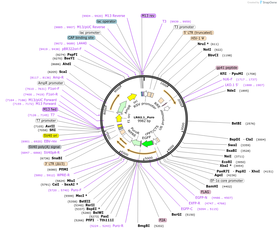 125594-plasmid-map-sequence-id-245288