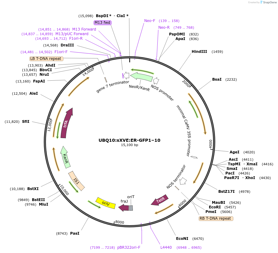 125664-plasmid-map-sequence-id-245293