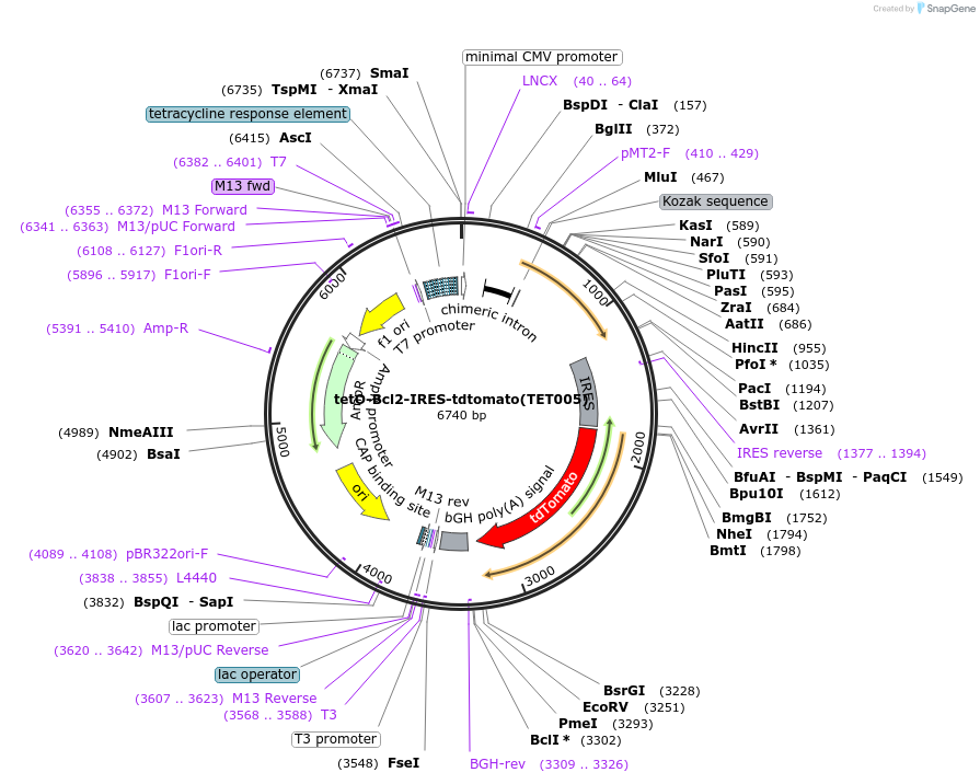117857-plasmid-map-sequence-id-245325