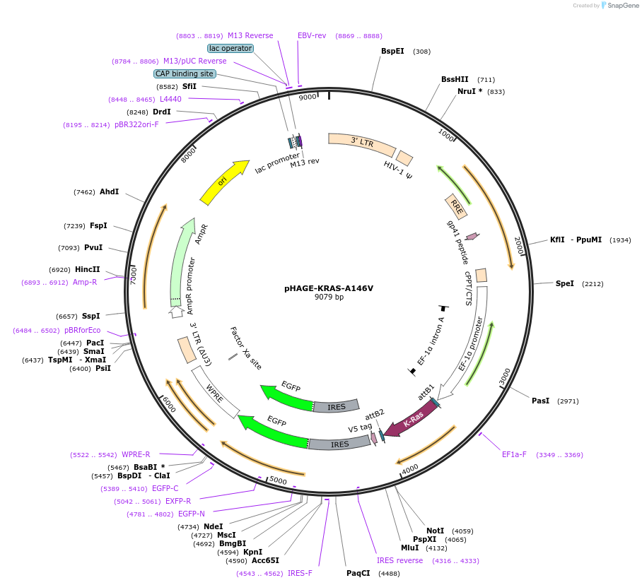 116422-plasmid-map-sequence-id-245328