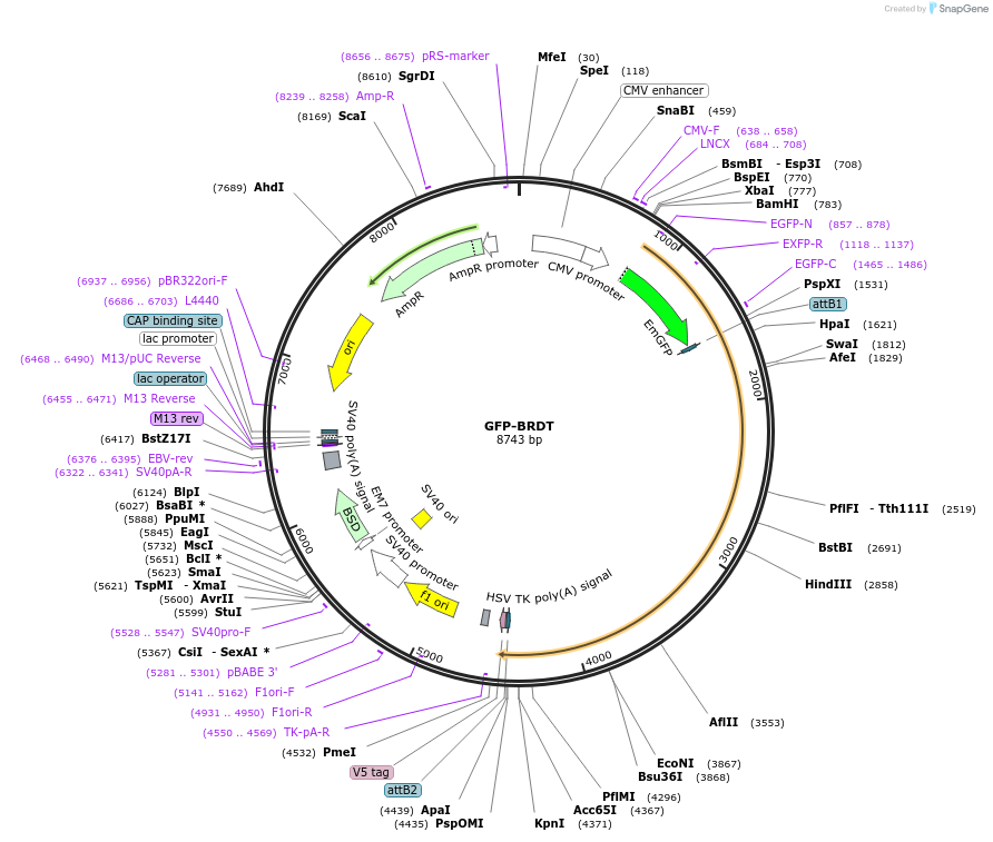 65381-plasmid-map-sequence-id-245402