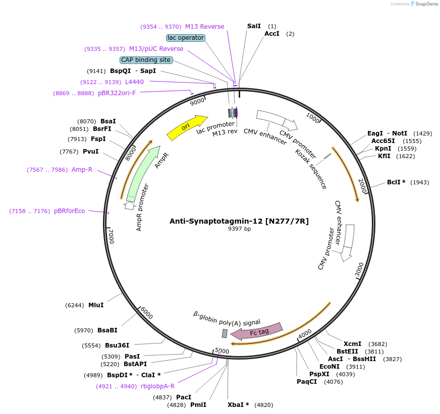 114482-plasmid-map-sequence-id-245405