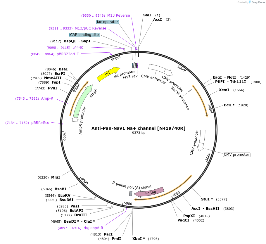 114552-plasmid-map-sequence-id-245413
