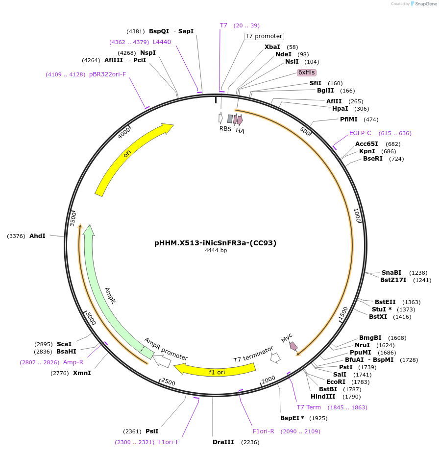 124880-plasmid-map-sequence-id-245417