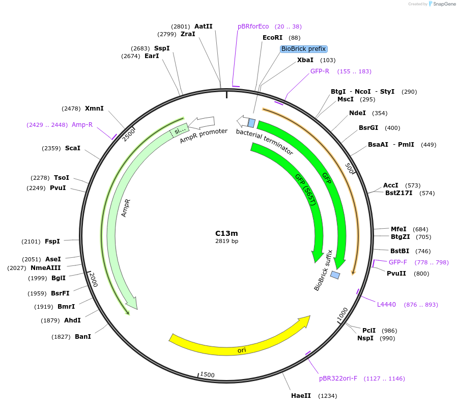 120960-plasmid-map-sequence-id-245422