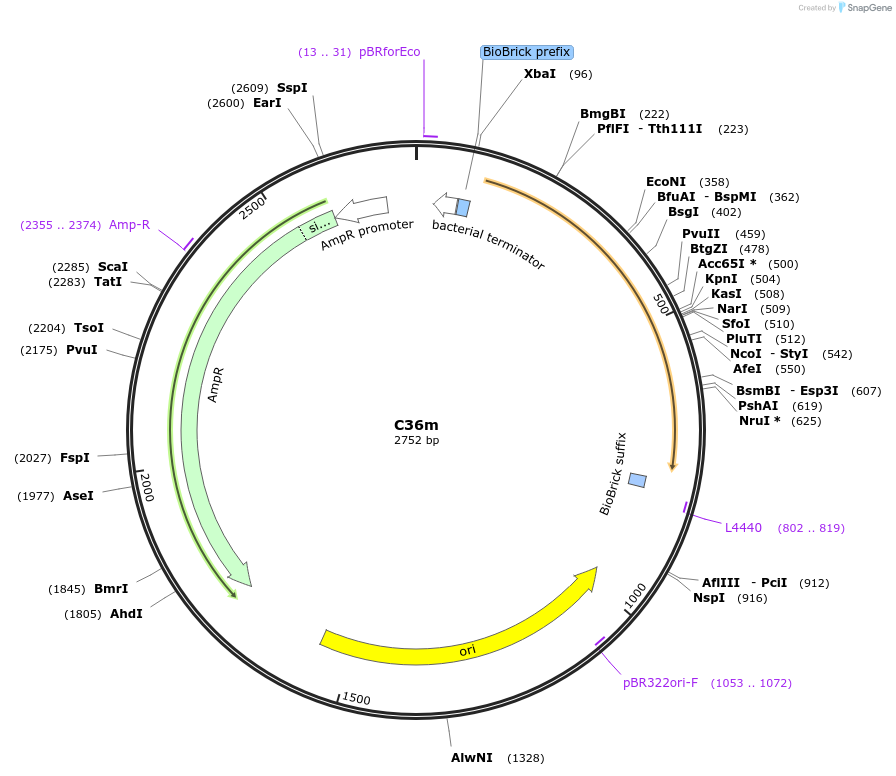 120970-plasmid-map-sequence-id-245423