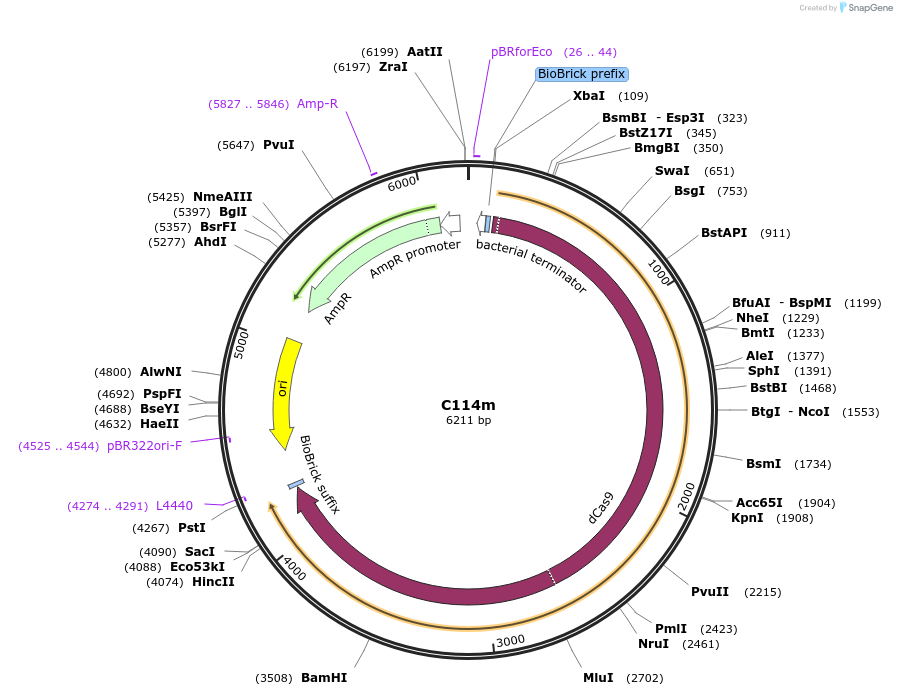 121013-plasmid-map-sequence-id-245424