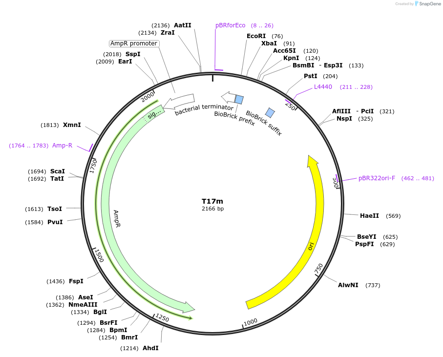 121036-plasmid-map-sequence-id-245428