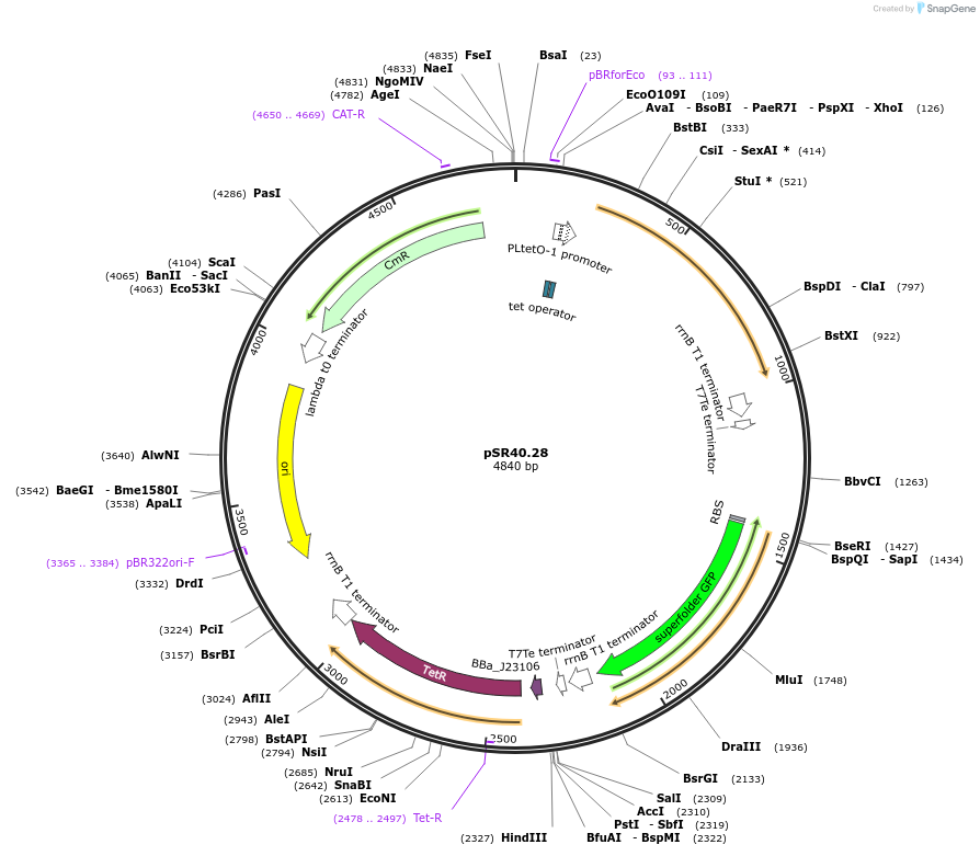 125087-plasmid-map-sequence-id-245435
