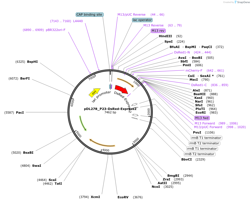 121505-plasmid-map-sequence-id-245474