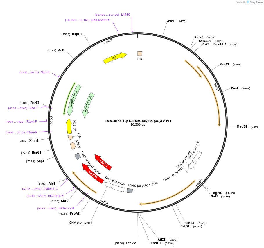 117856-plasmid-map-sequence-id-245478