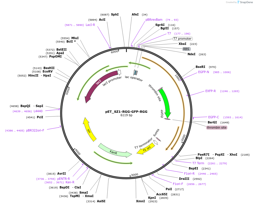 124937-plasmid-map-sequence-id-245483