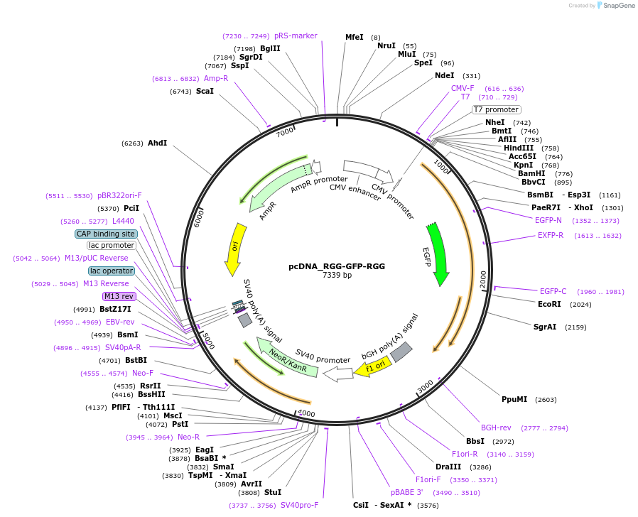 124930-plasmid-map-sequence-id-245485
