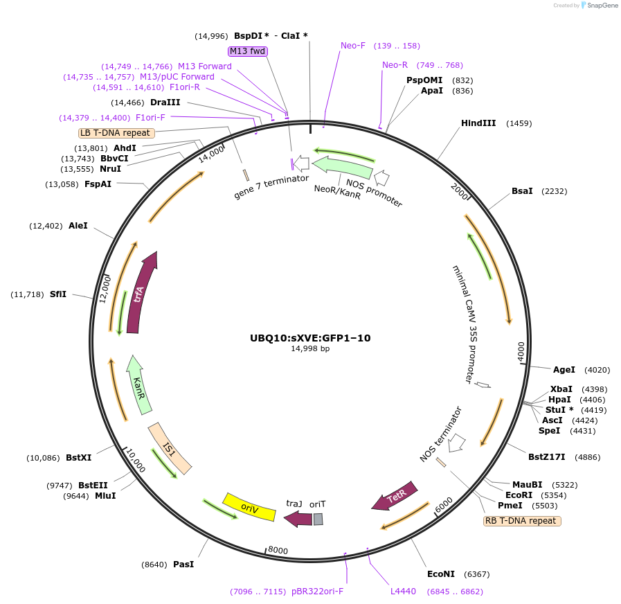 125663-plasmid-map-sequence-id-245530