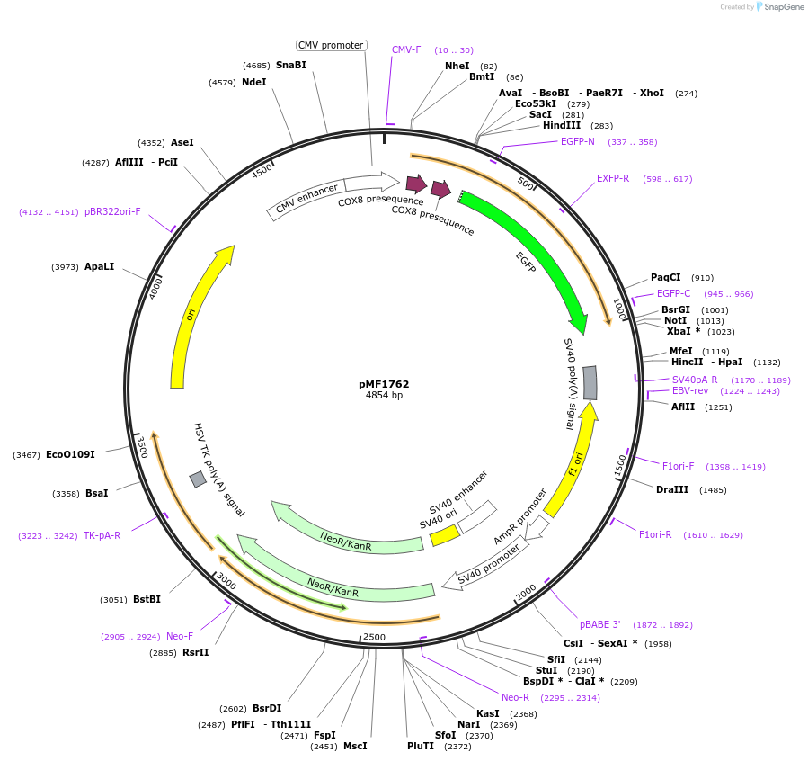 125583-plasmid-map-sequence-id-245546