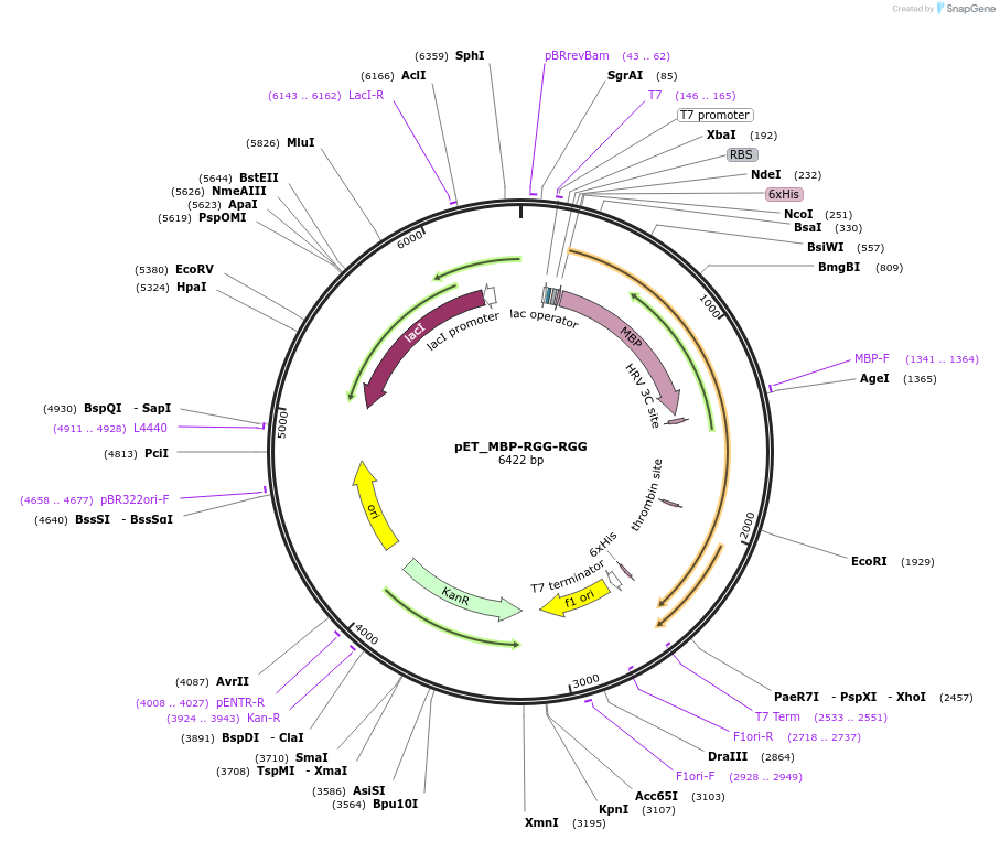 124946-plasmid-map-sequence-id-245556