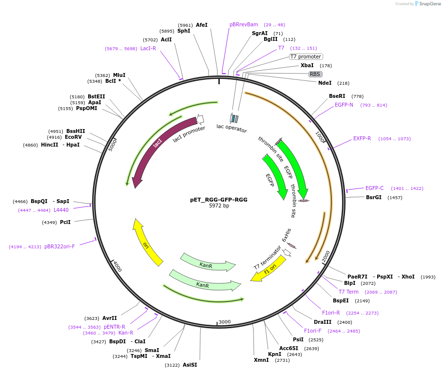 124948-plasmid-map-sequence-id-245565